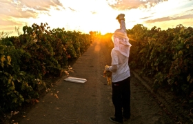 viñador sol trabajo